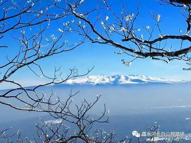 老鹰逃生